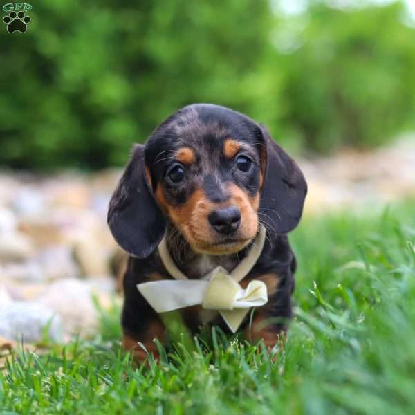 Anson, Dachshund Puppy